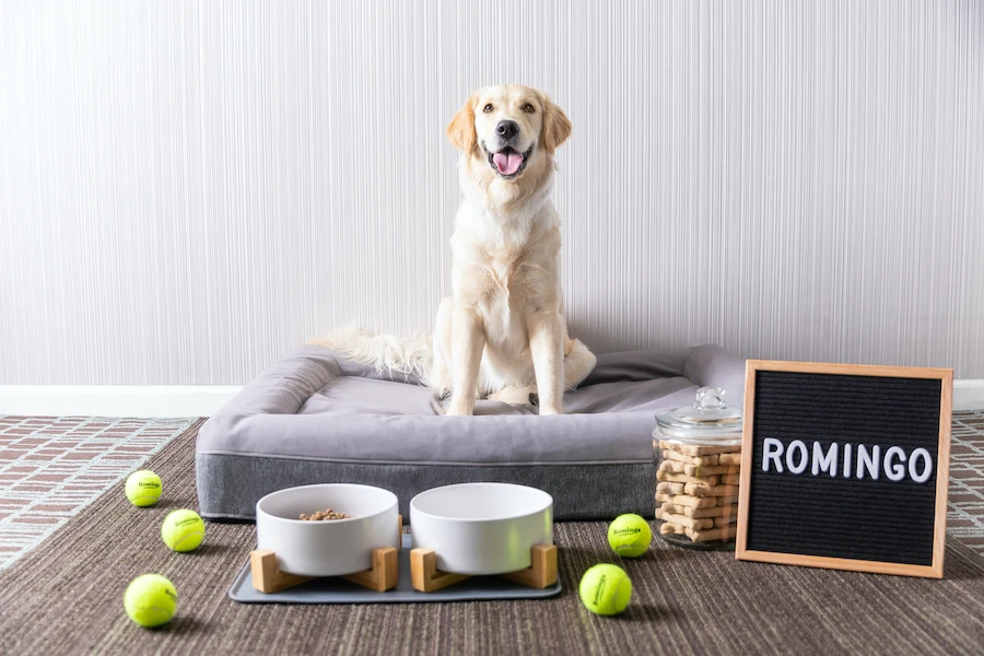 Top 7 Benefits of Staying in a Pet-Friendly Hotel with Your Pet