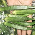 "Global Okra Seed Market Trends: Insights by Size, Industry Share, and Segments"