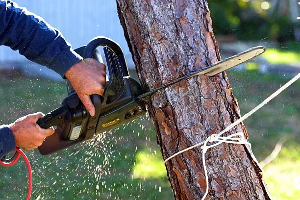 The Complete Guide to Safe and Effective Tree Removal in Phoenix, AZ