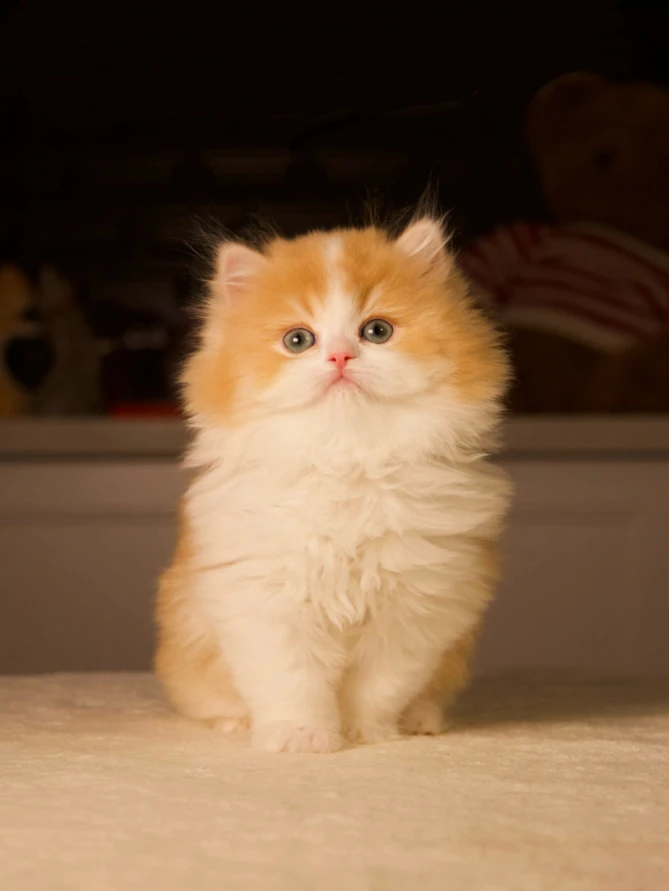 Royal Bloodlines in the North: Raising British Kittens with Noble Standards