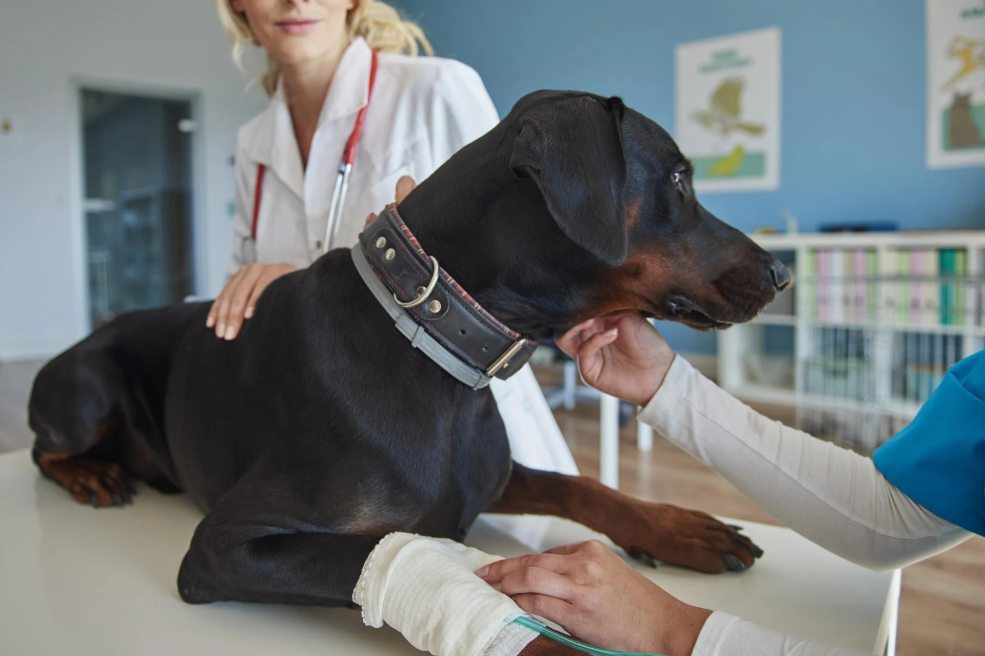 Understanding Arthritis in Dogs: Symptoms and Holistic Treatments