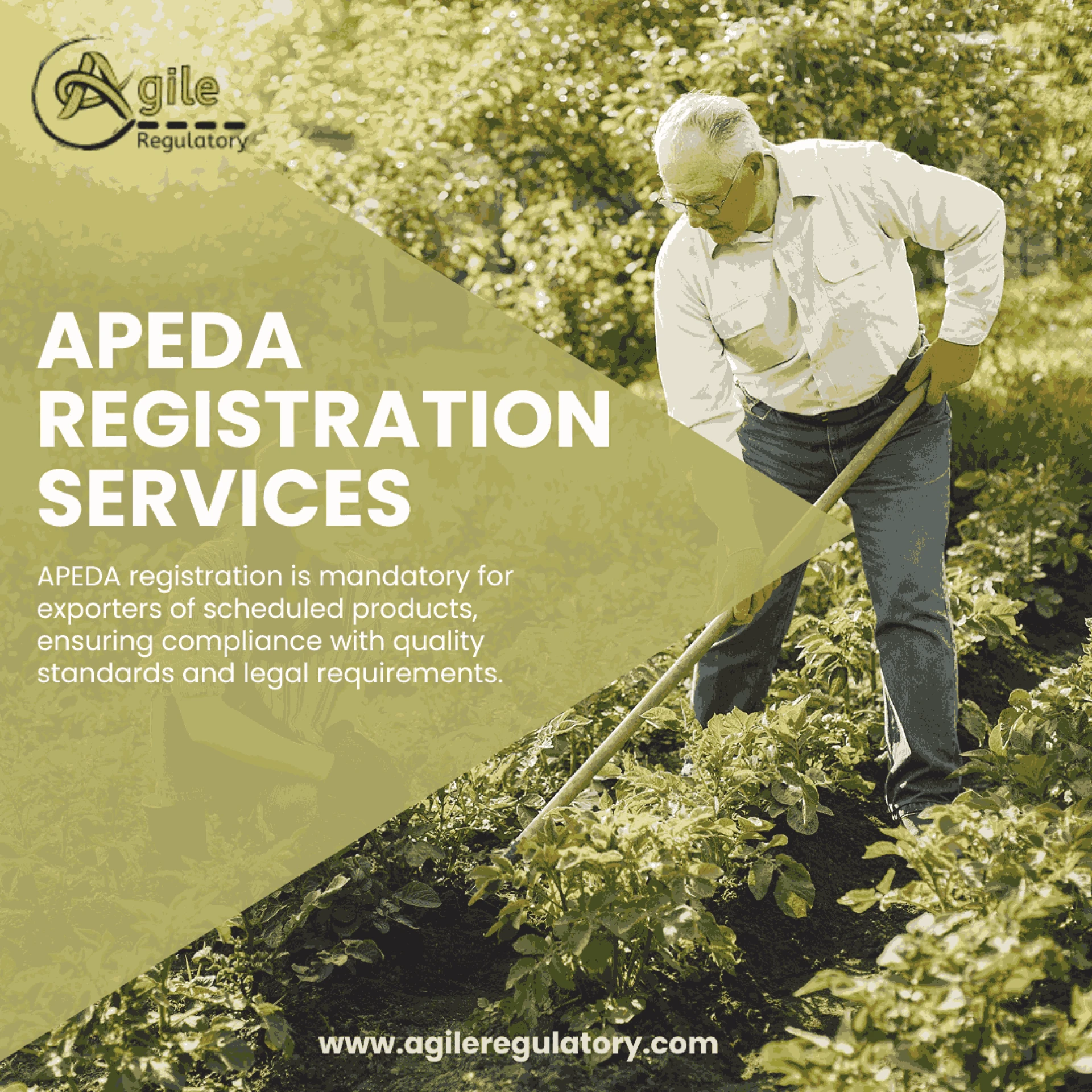 Draft: My PUnderstanding Regulatory Costs: A Comprehensive Look at Export Expenditures for Indian Spice Exportersost Title