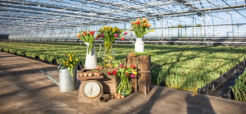 Bloemen bestellen doe je bij Pluukz: hét adres voor elk moment