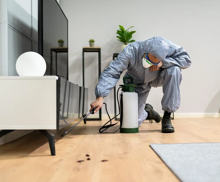 Protecting Your Bentleigh Home: The Ultimate Guide to Pest Control