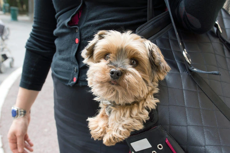 Keep Your Pup Close: The Smart Benefits of a Purse for Puppy