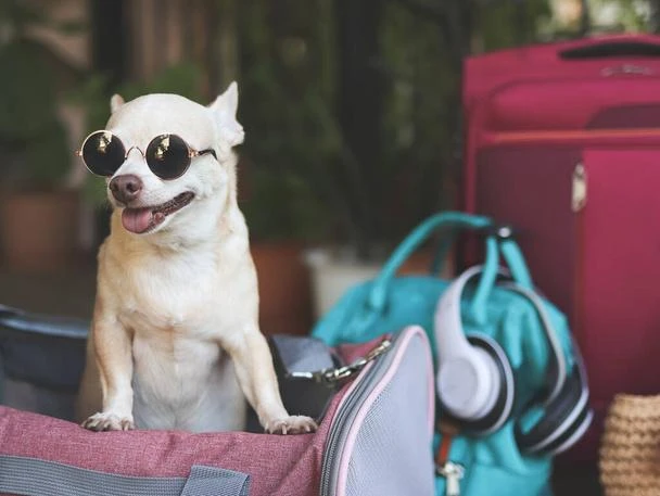 Carry with Care: Why a Purse for Puppy Is a Must-Have for Dog Lovers