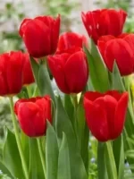 Grow Beauty at Home: A Guide to Flower Bulbs and the Madhu Kamini Plant from Plantshub