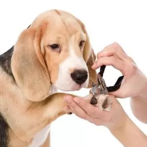 Grooming Anxiety in Dogs: How Chicago Groomers Help Nervous Pups Feel Safe