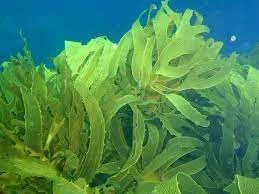 Commercial Seaweeds Market Data , Share Growth, Trends, Value Chain by Report 2022-2030.