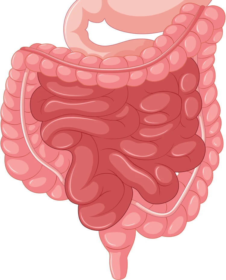 Colonic Irrigation Manchester – Everything You Need to Know About Colonic Hydrotherapy Near You