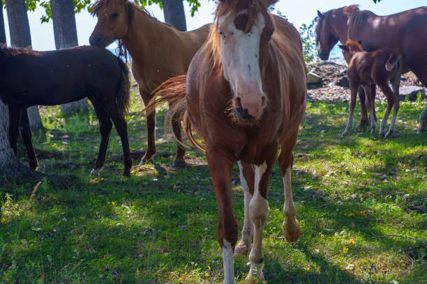 Transformative Experiences with Horses
