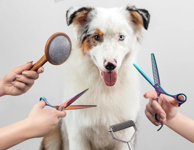 Oh My Petgrooming – Best At-Home Pet Grooming Services in India