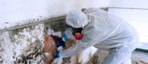 Clean Air, Healthy Home: The Benefits of Professional Mold Removal Solutions