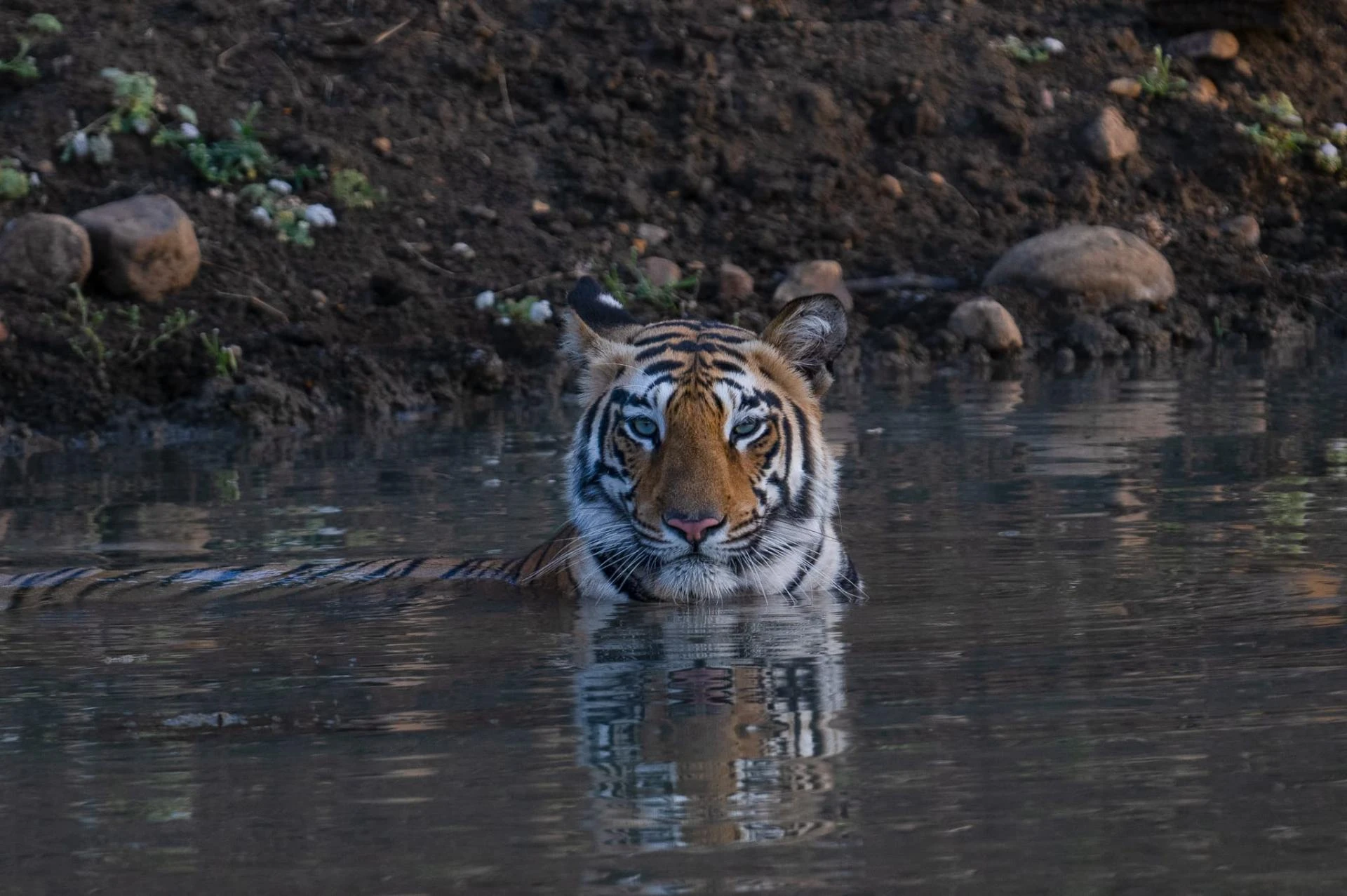Ultimate Guide to Kanha Tiger Reserve Tour Packages