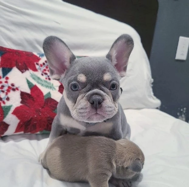Everything You Should Know Before Bringing Home a French Bulldog Puppy