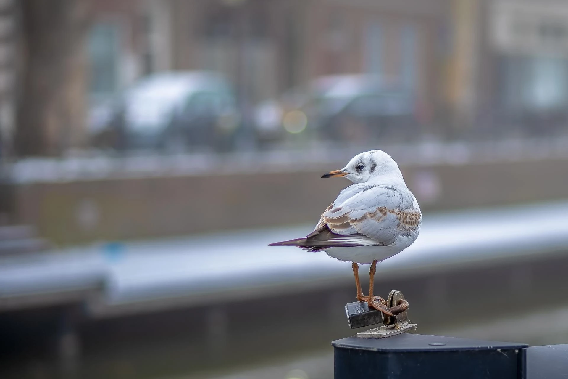 Effective Pest Control for Seagulls: Protecting Your Property from Aerial Nuisance