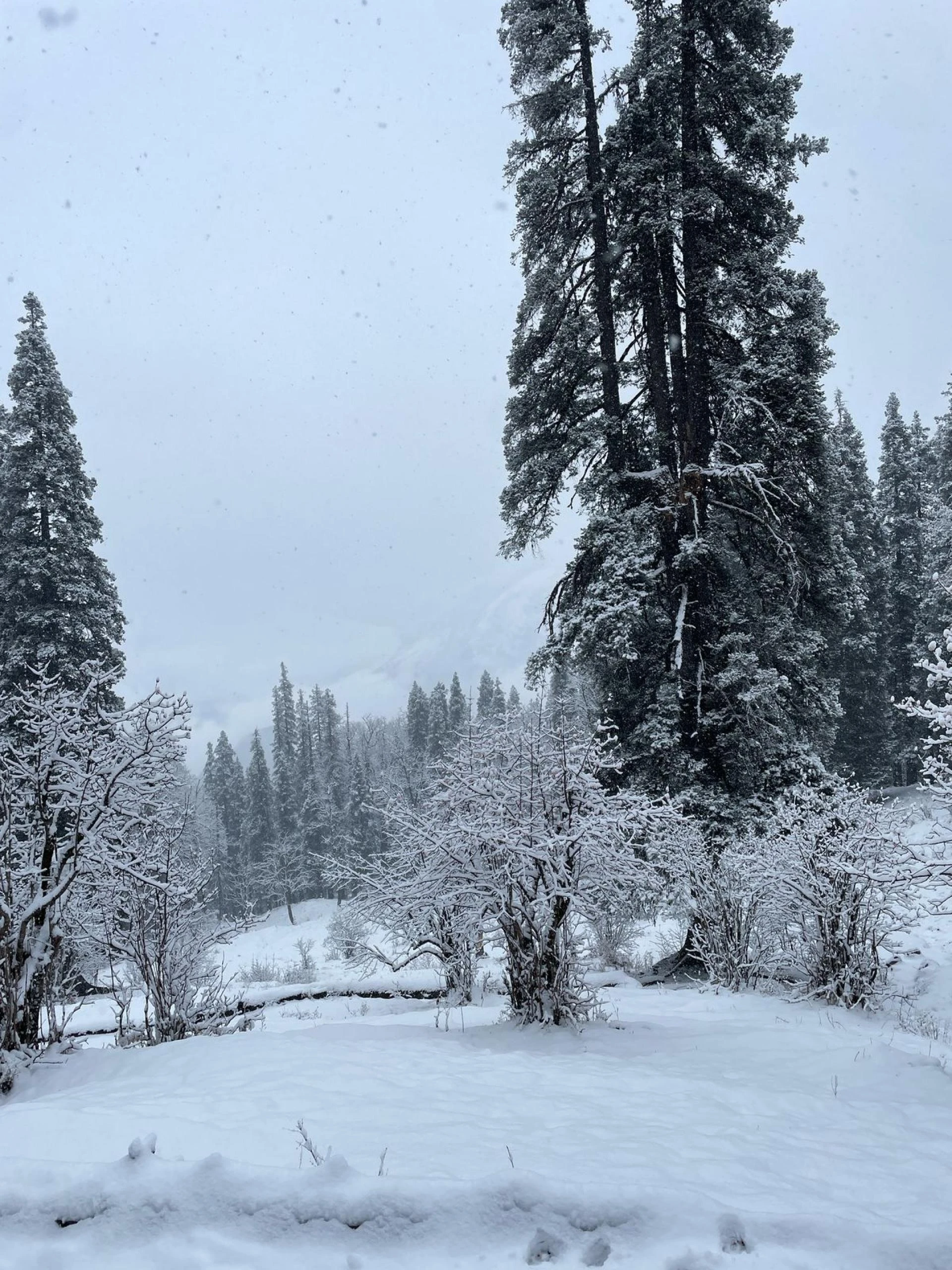 Trek Yaari's Kedarkantha Trek: Winter Paradise of Uttarakhand