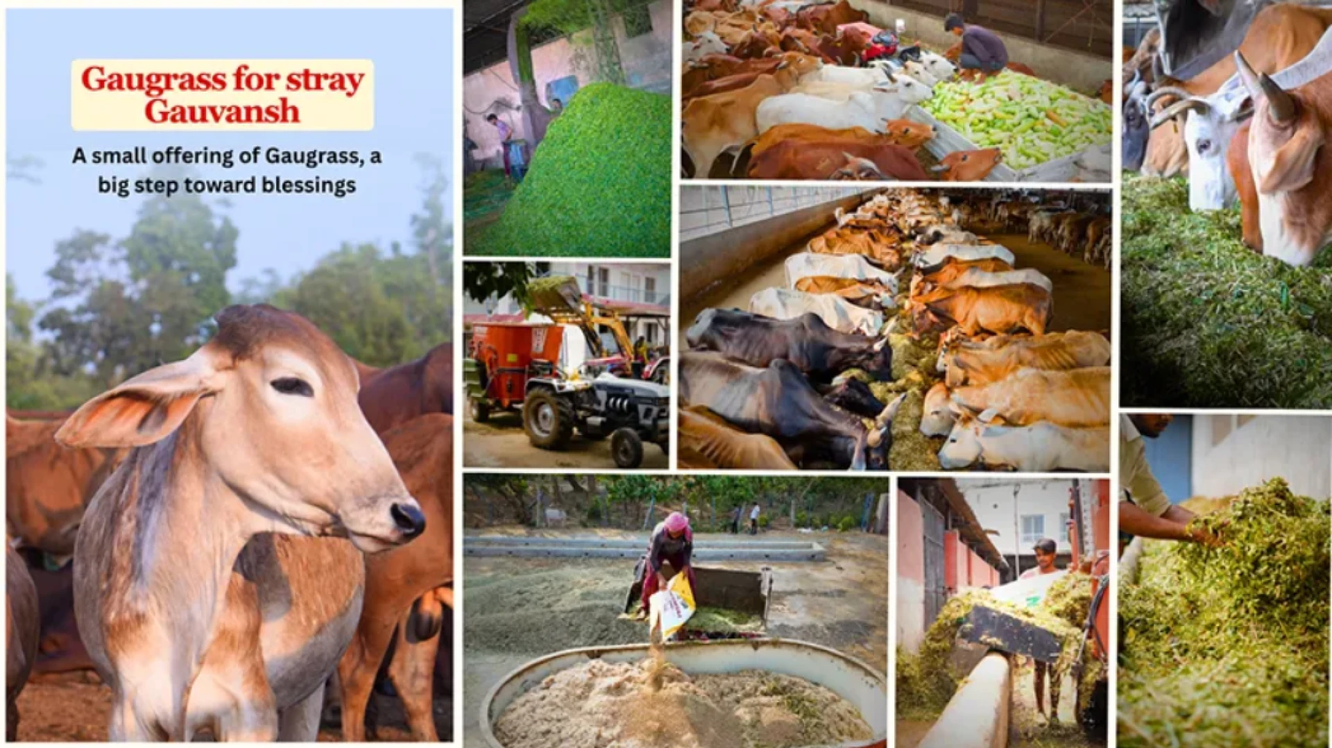 Gau Grass (Durva): A Sacred Herb with Profound Benefits