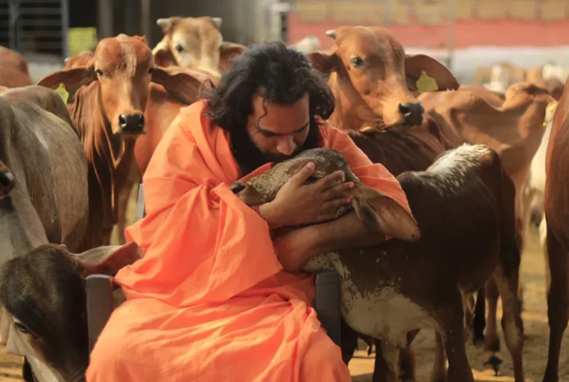 Save the Mother Cow — Preserving Culture, Nurturing the Future