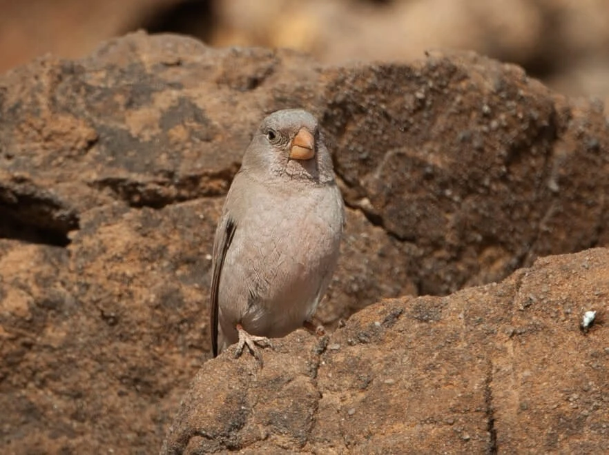 Soar into Nature: Top Birding Destinations in India with Expert‑Guided Tours
