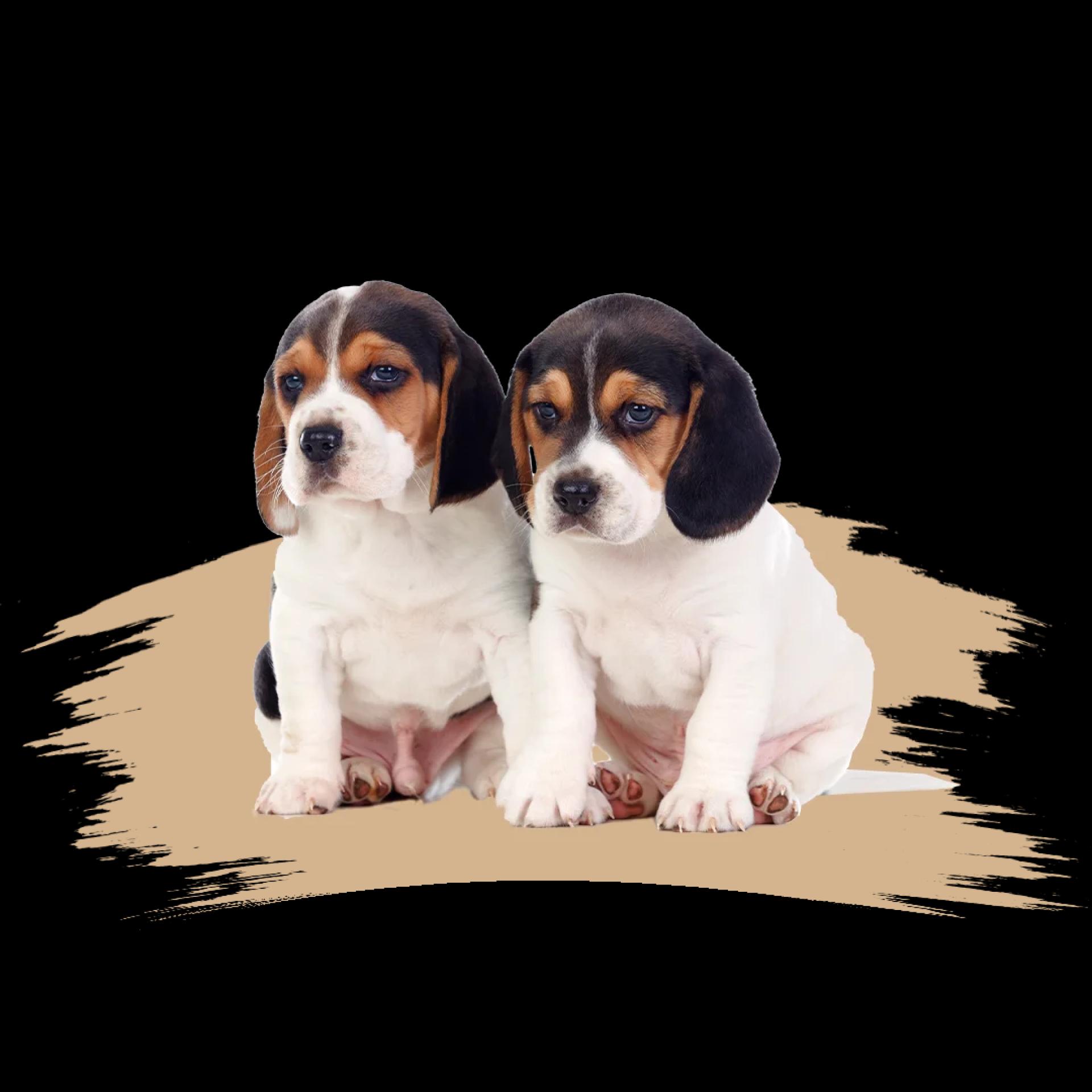 Pamper Your Pet with Premier Grooming and Dog Spa Services in Nederland, TX