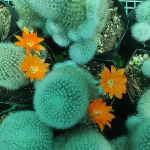 Create a Healthier Home with Indoor Plants That Thrive