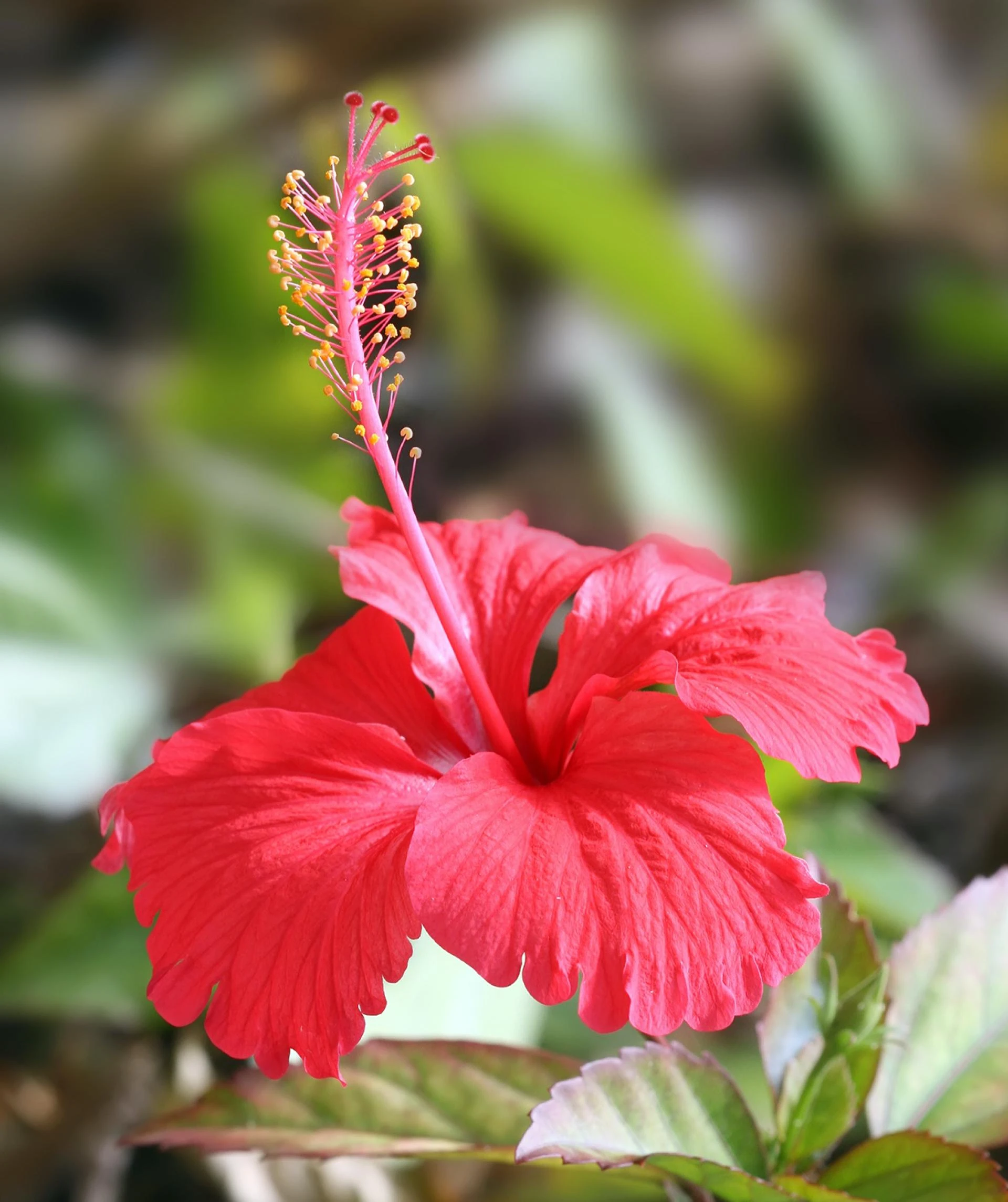 How Hibiscus Reproduces: A Complete Guide to Its Propagation Methods