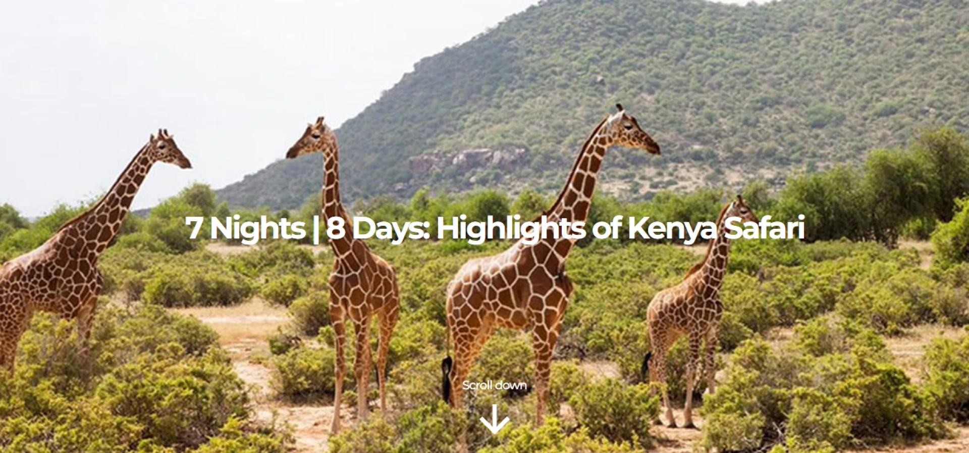 Best Luxury African Safari Tours by Twiga Tours