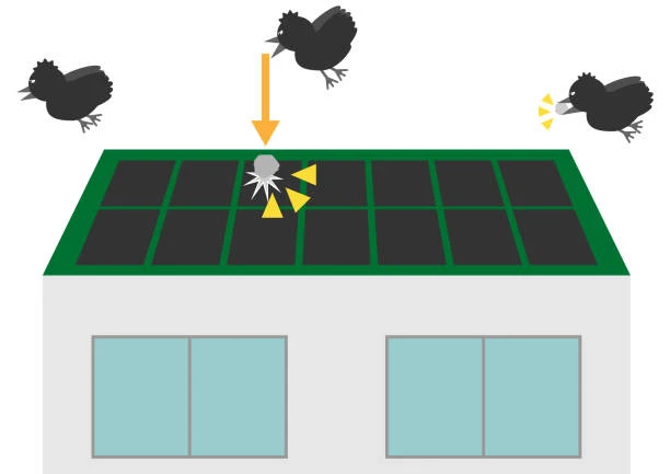 Protect Your Solar Investment: The Smartest Solutions for Bird Proofing Solar Panels in Sydney