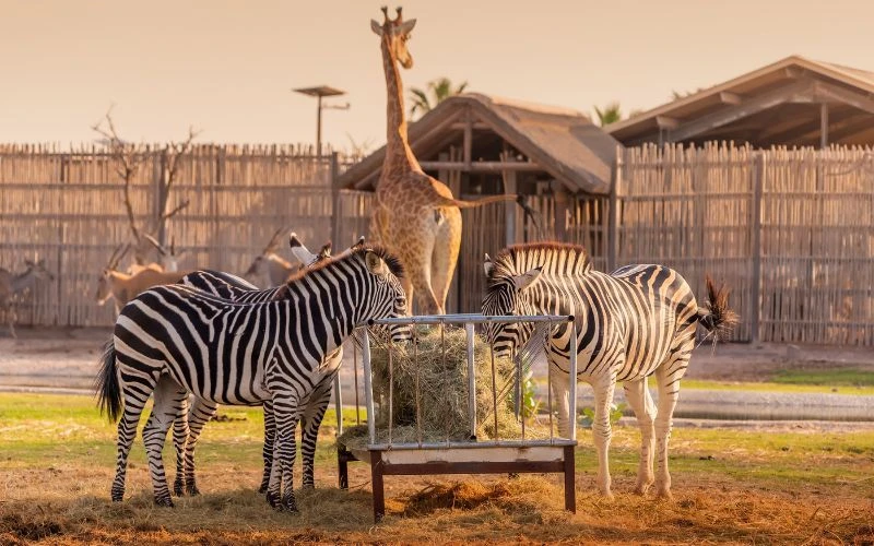 Wondering What to Do in Dubai? Explore Dubai Safari Park and Evening Desert Safari Tours!