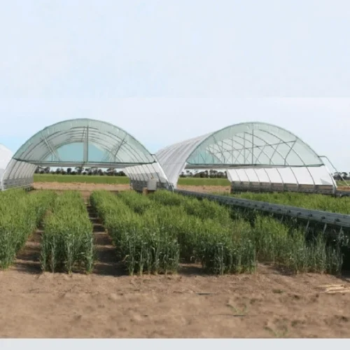 India’s Superfruit Revolution: Why Blueberries, Raspberries & Greenhouses Are the Future of Farming