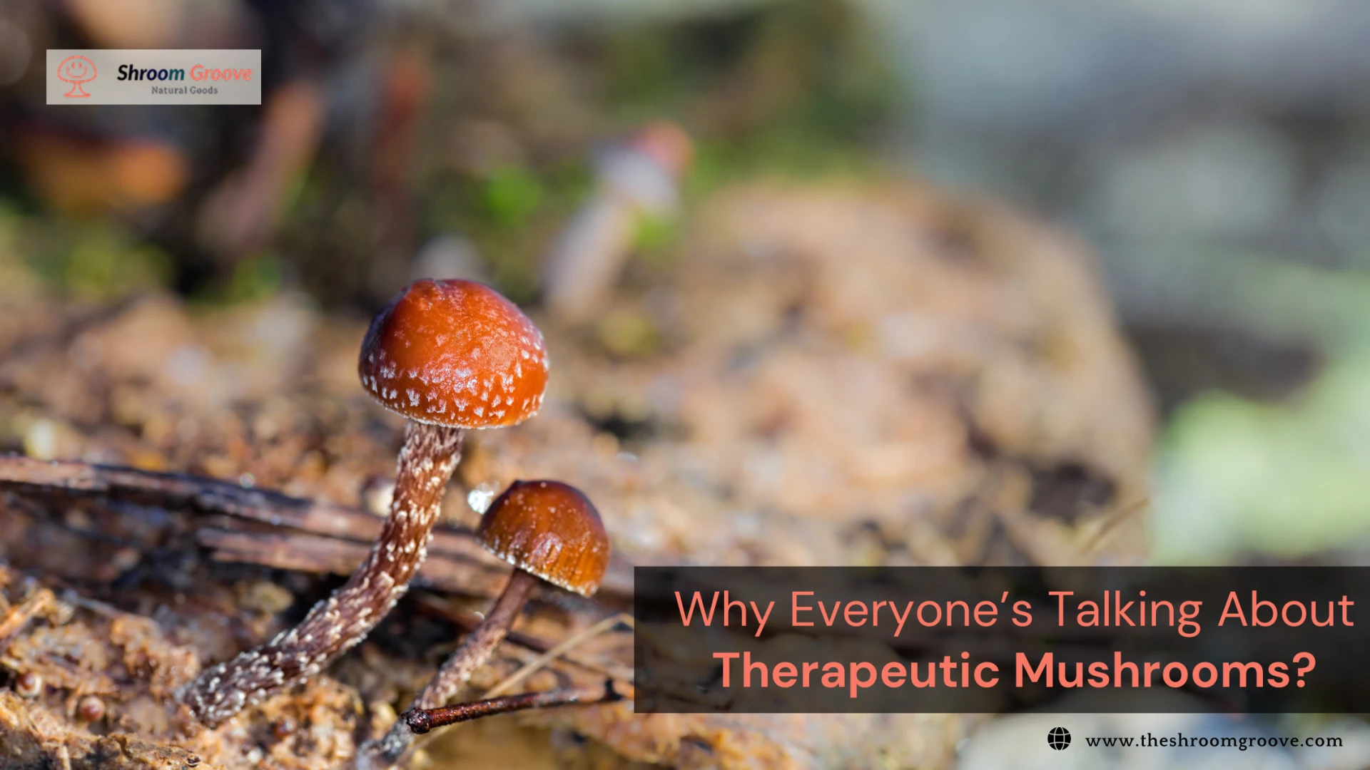 What Are Therapeutic Mushrooms & Why People Are Using Them Today?