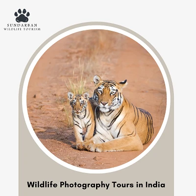 What is the Best Wildlife Safari in India for Tiger Sightings