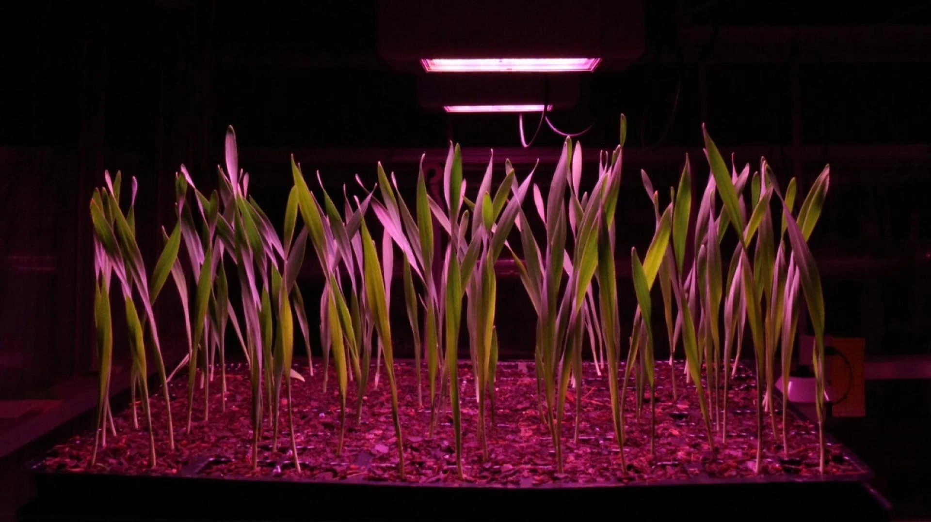 India's Climate-Resilient Farming Revolution: From Blueberries to Speed Breeding