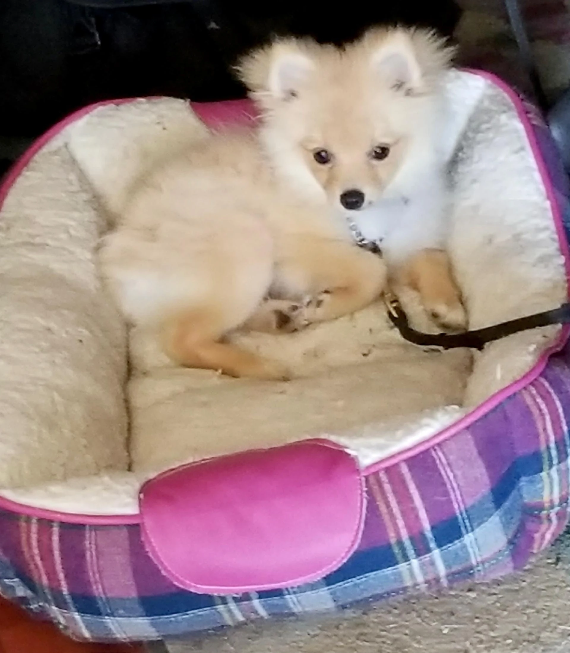 Expert Puppy Training & Classes in Los Angeles | Smart Dogs