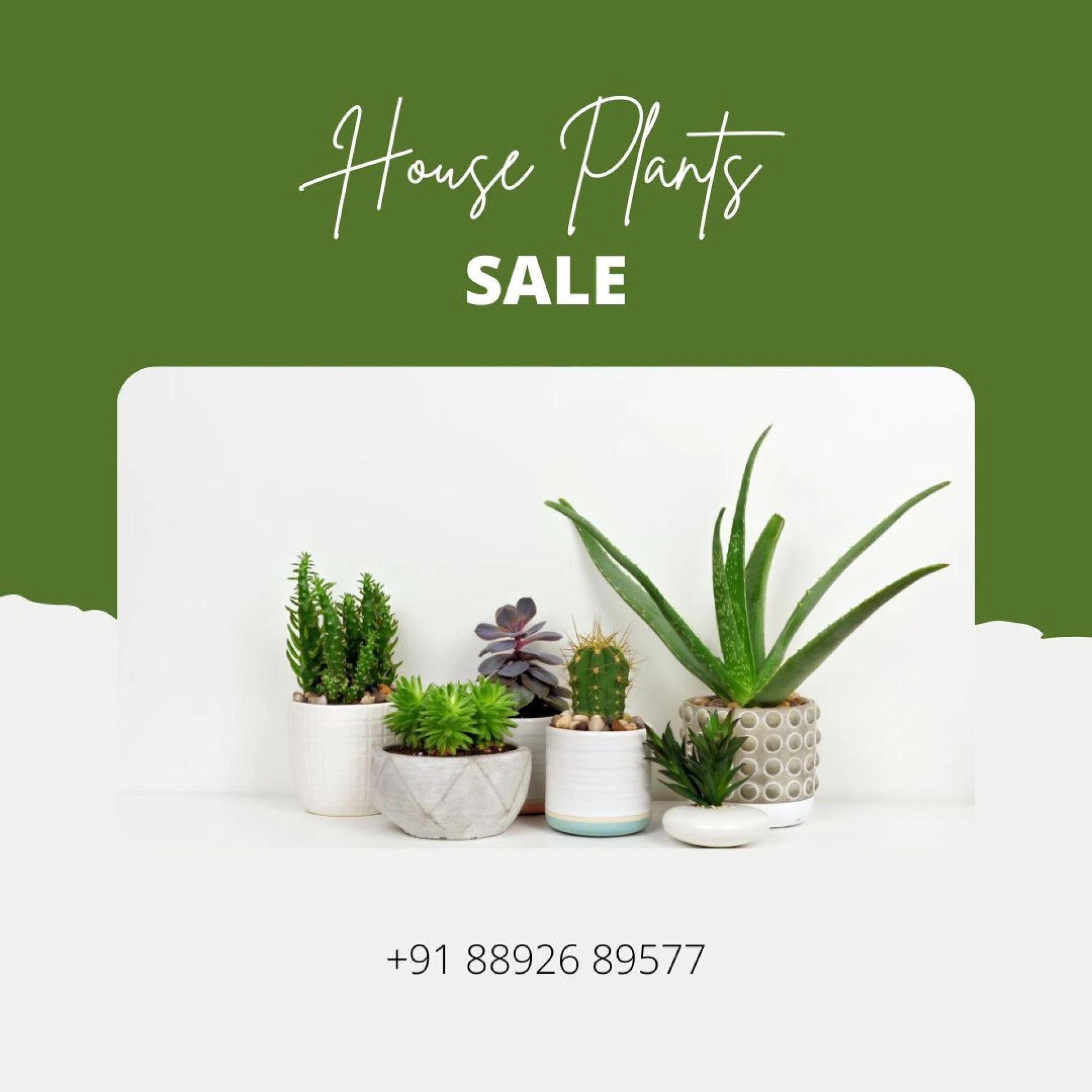 Elevate Your Green Space with Stylish Planters & Plants in Bangalore