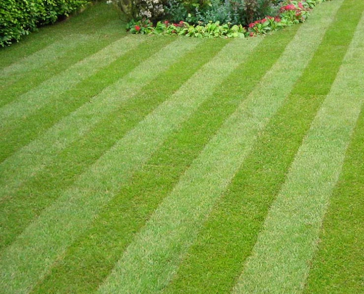 Transform Your Garden: Chichester Lawn Care Solutions