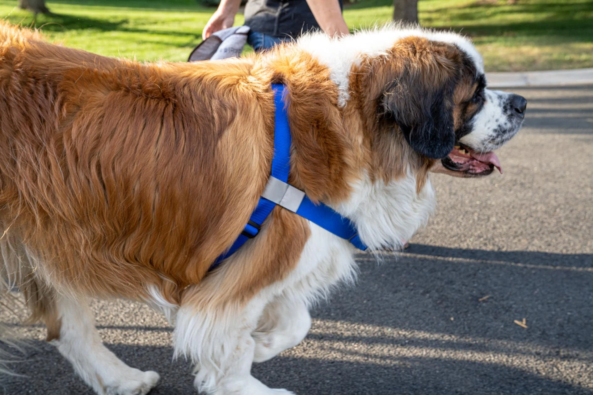  What to Look for When Buying Large Dog Harnesses & Rain Gear 