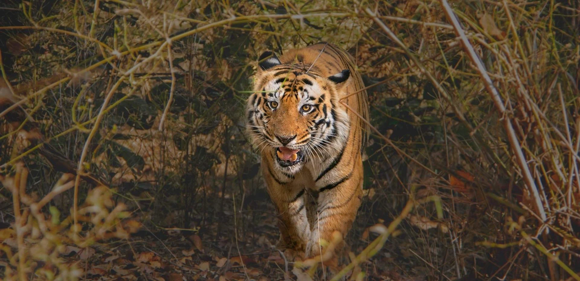 How to Plan a Tiger Safari in India - A Complete Guide 2025-26
