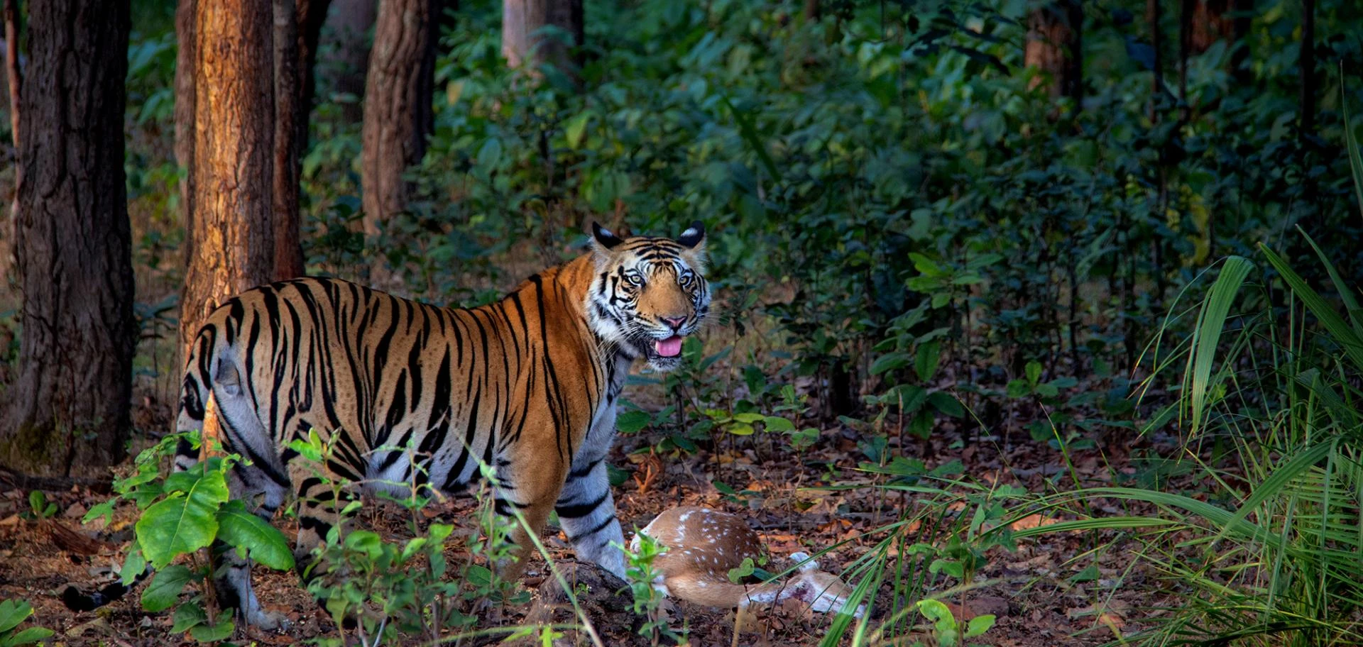 Travel Guide for the Best Tiger Safari in India