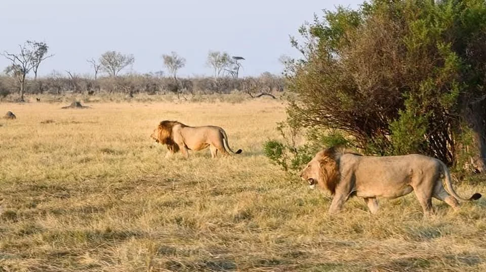 Here’s Why Personalized Kenya Safaris Outshine the Rest