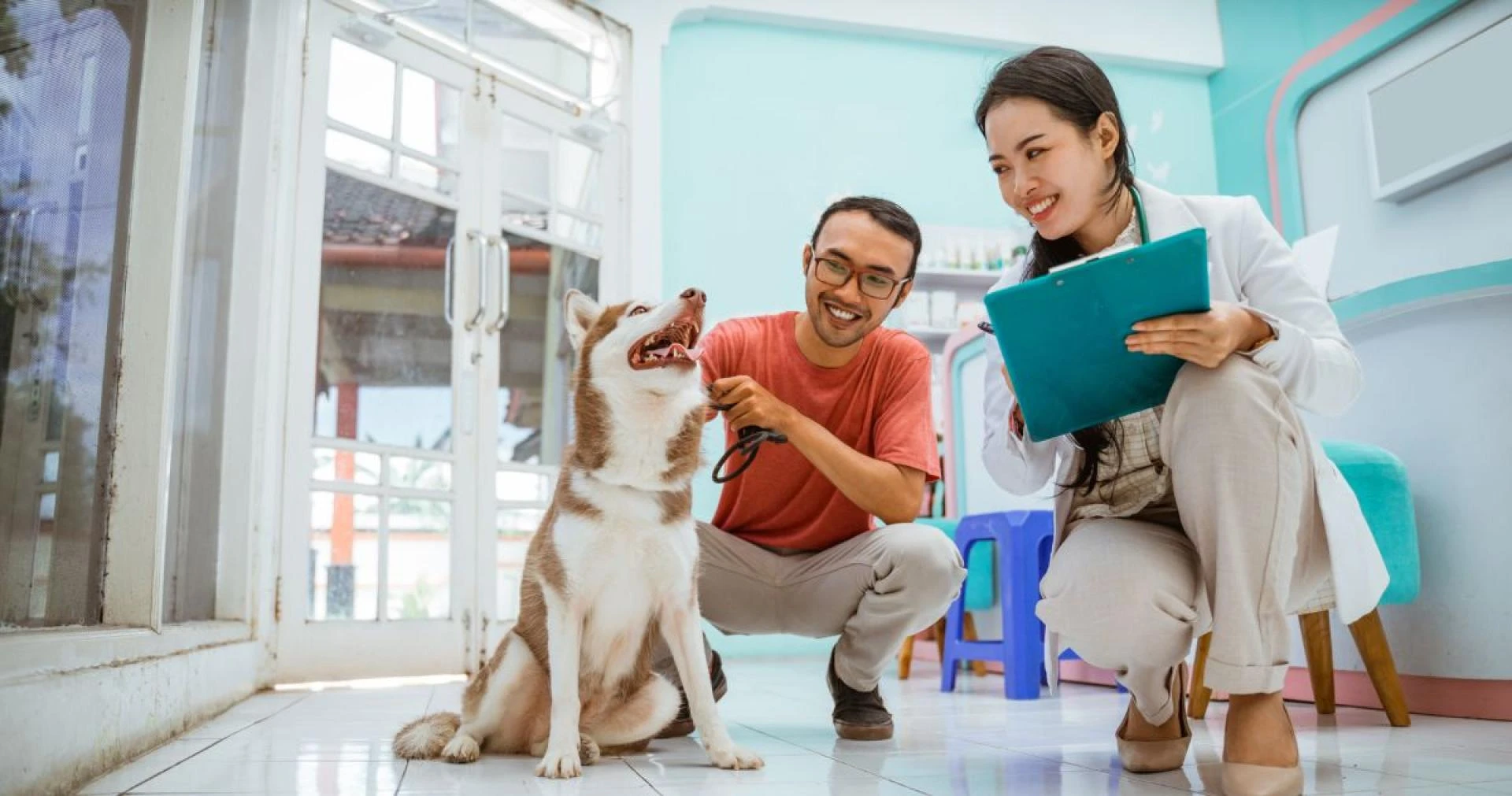 A Complete Guide to Joint Supplements for Dogs and Other Animals