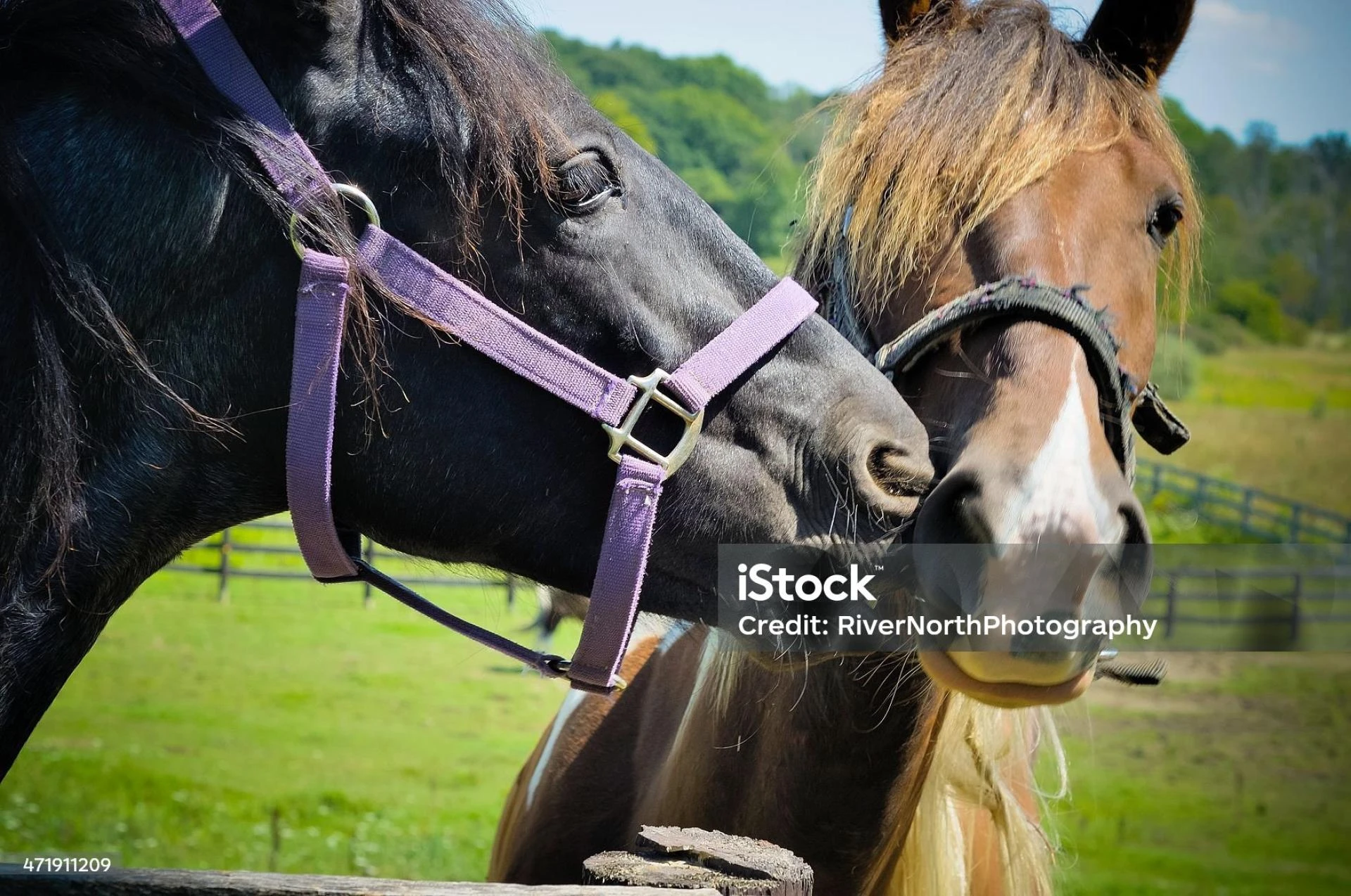 Unlocking Emotional Resilience Through the Transformative Power of Equine Therapy