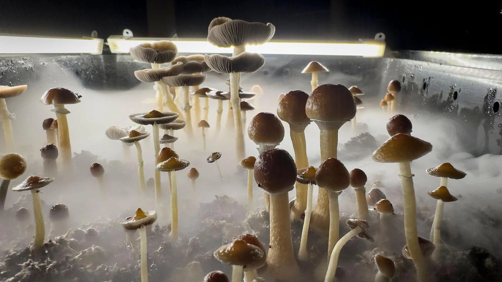 What Makes Colorado Psilocybin Retreats Unique? A Deep Dive