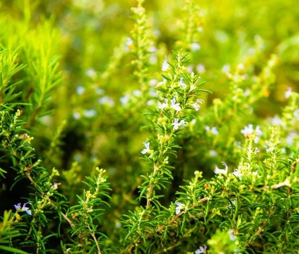The Best Online Plant Nursery for Lush Greenery Delivered to Your Door