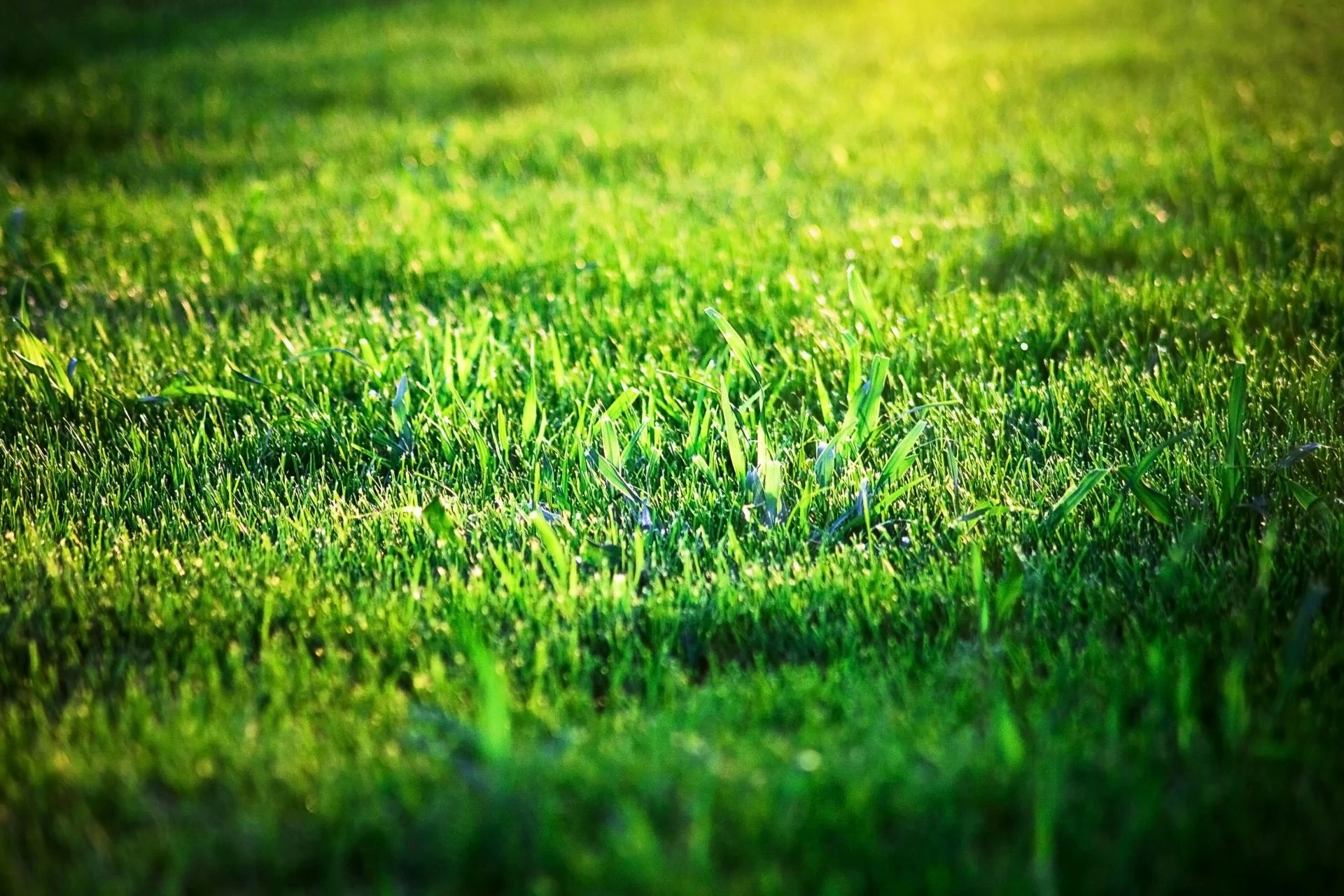 Professional Grass Cutting & Lawn Maintenance Services in Calgary