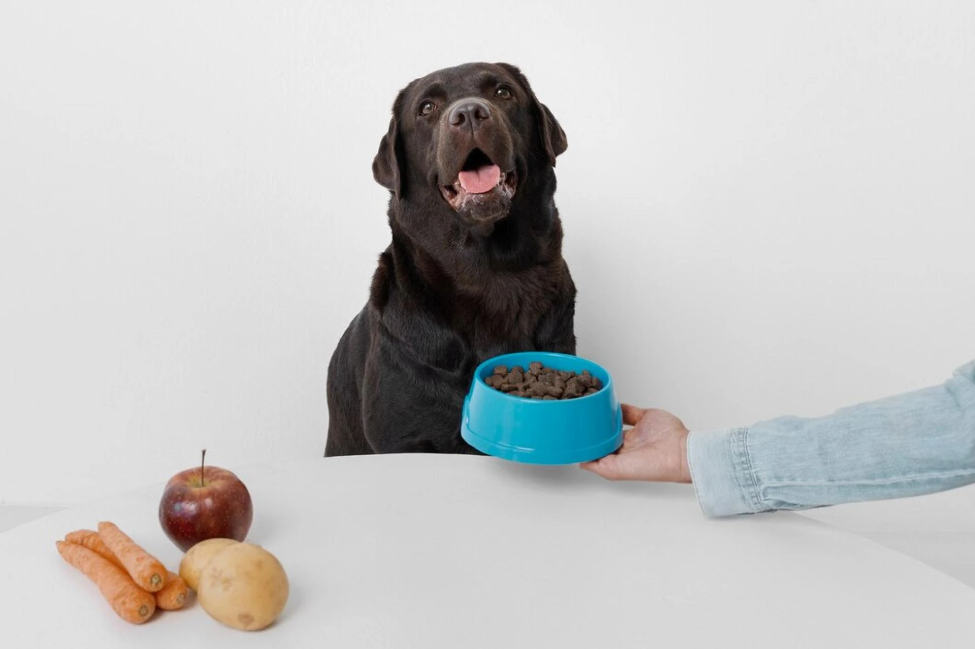 Top Signs Your Pet’s Diet Might Need a Change