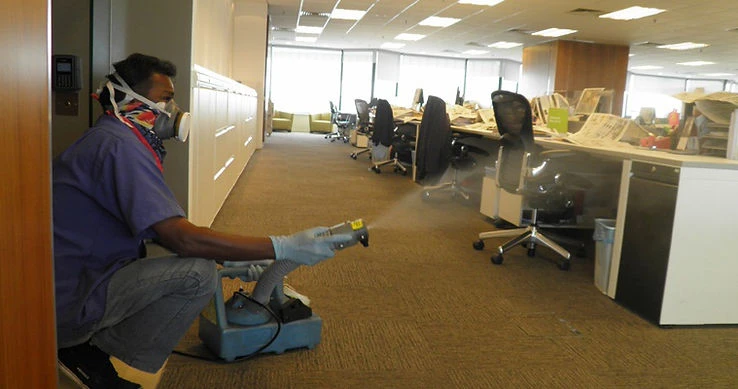 Say Goodbye to Termite Worries: Trusted Control Services in Mohali