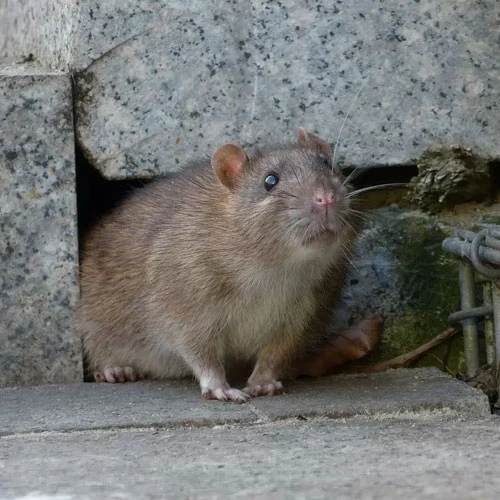 How to Prevent Pests from Returning – Tips from Ayrshire Pest Control Experts