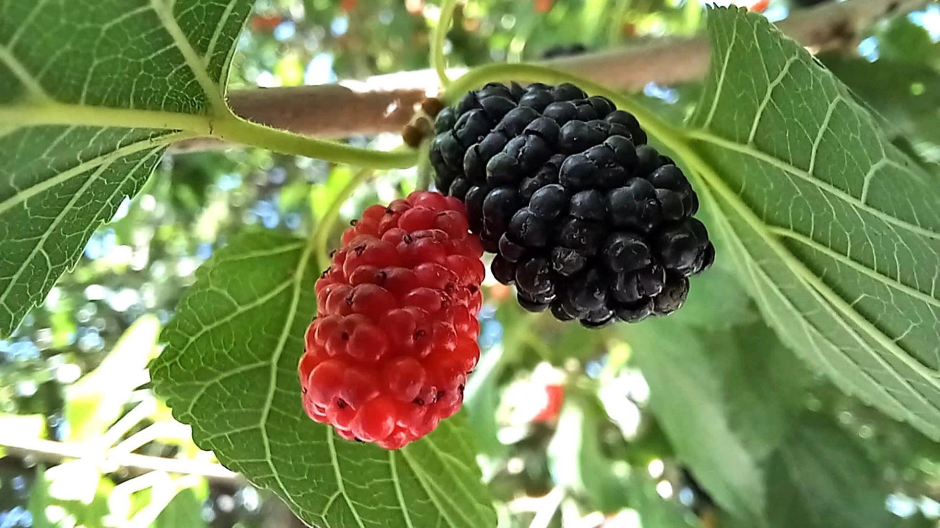 Mulberry Farming: A Guide to Growing and Harvesting Mulberries